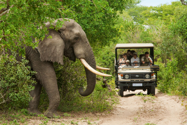 Cricket Safari: Exploring Wildlife Alongside the Sport